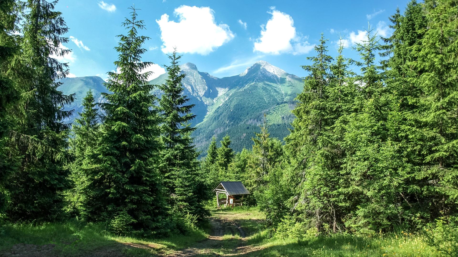 himmel berge wald bäume baldachin