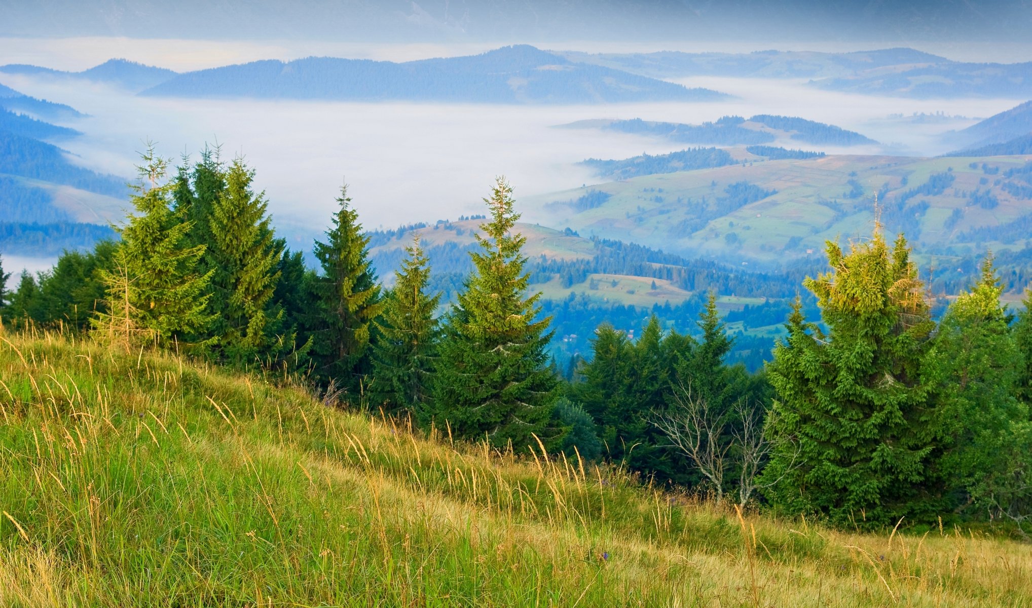 colline nebbia erba