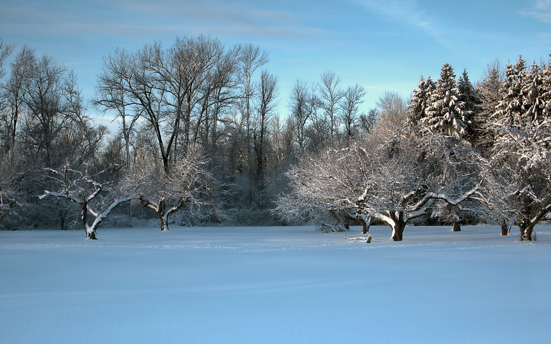 hiver champ arbres