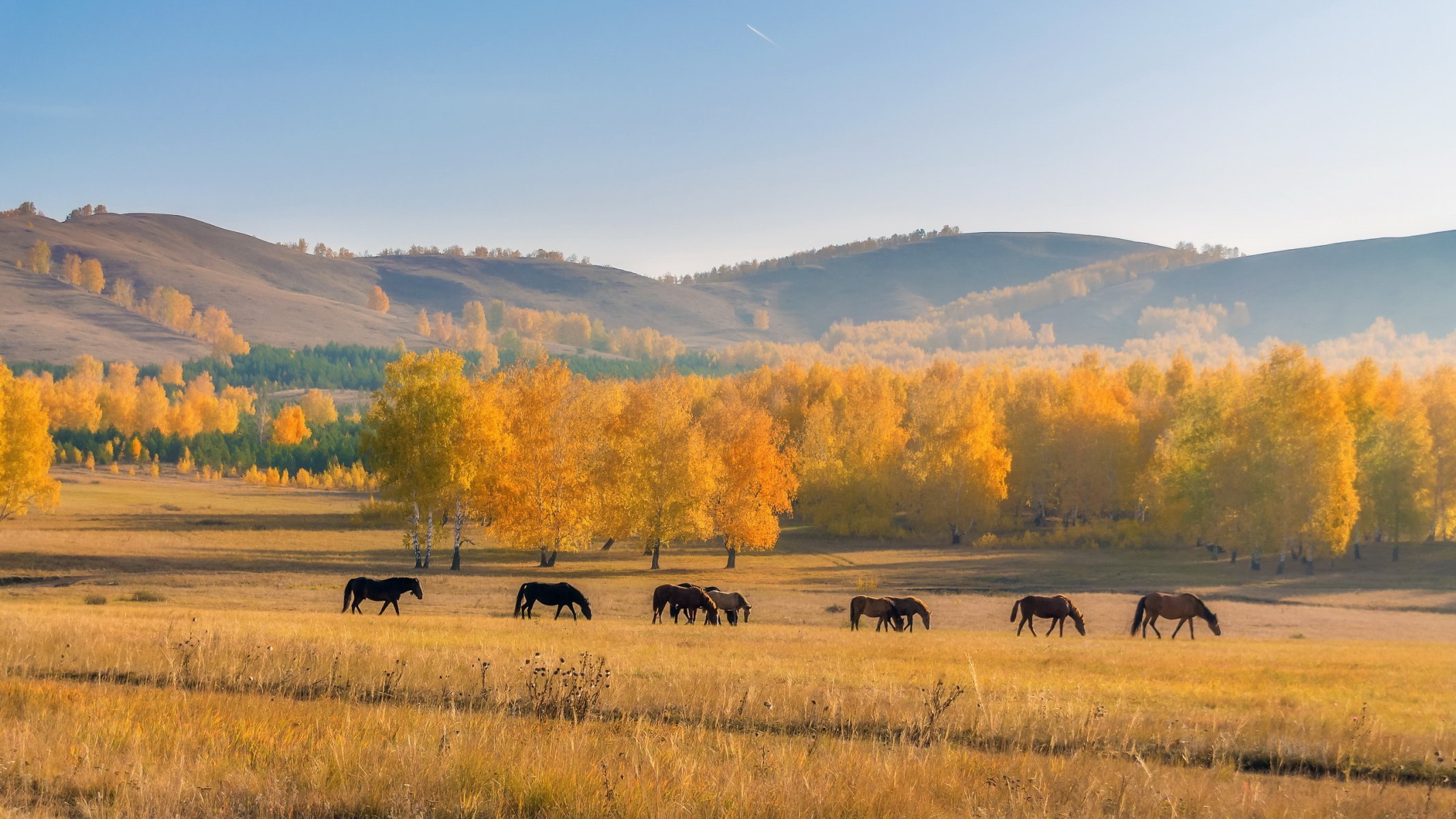 the field horses nature autumn landscape