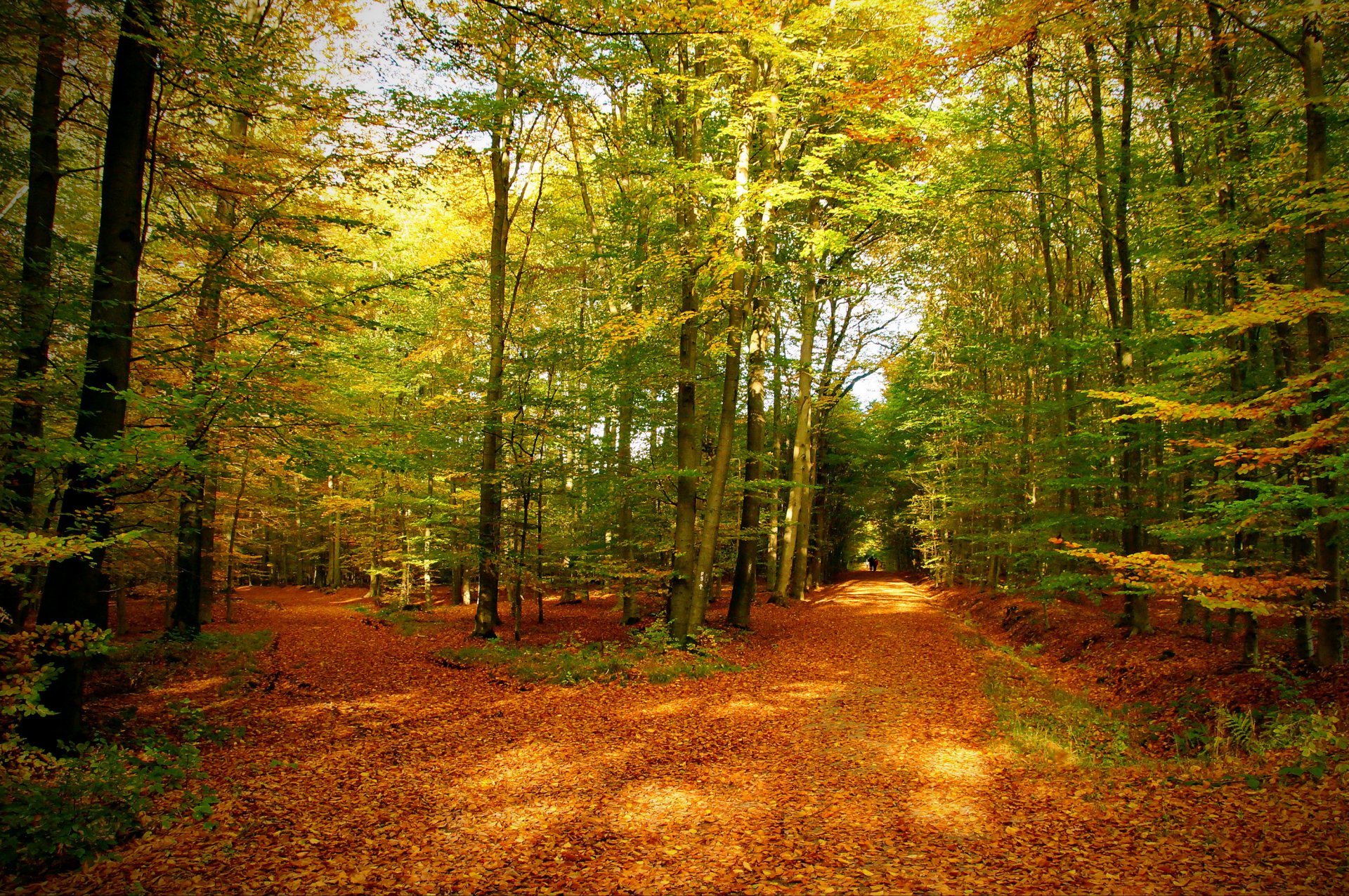 otoño bosque árboles sendero hojas naturaleza foto