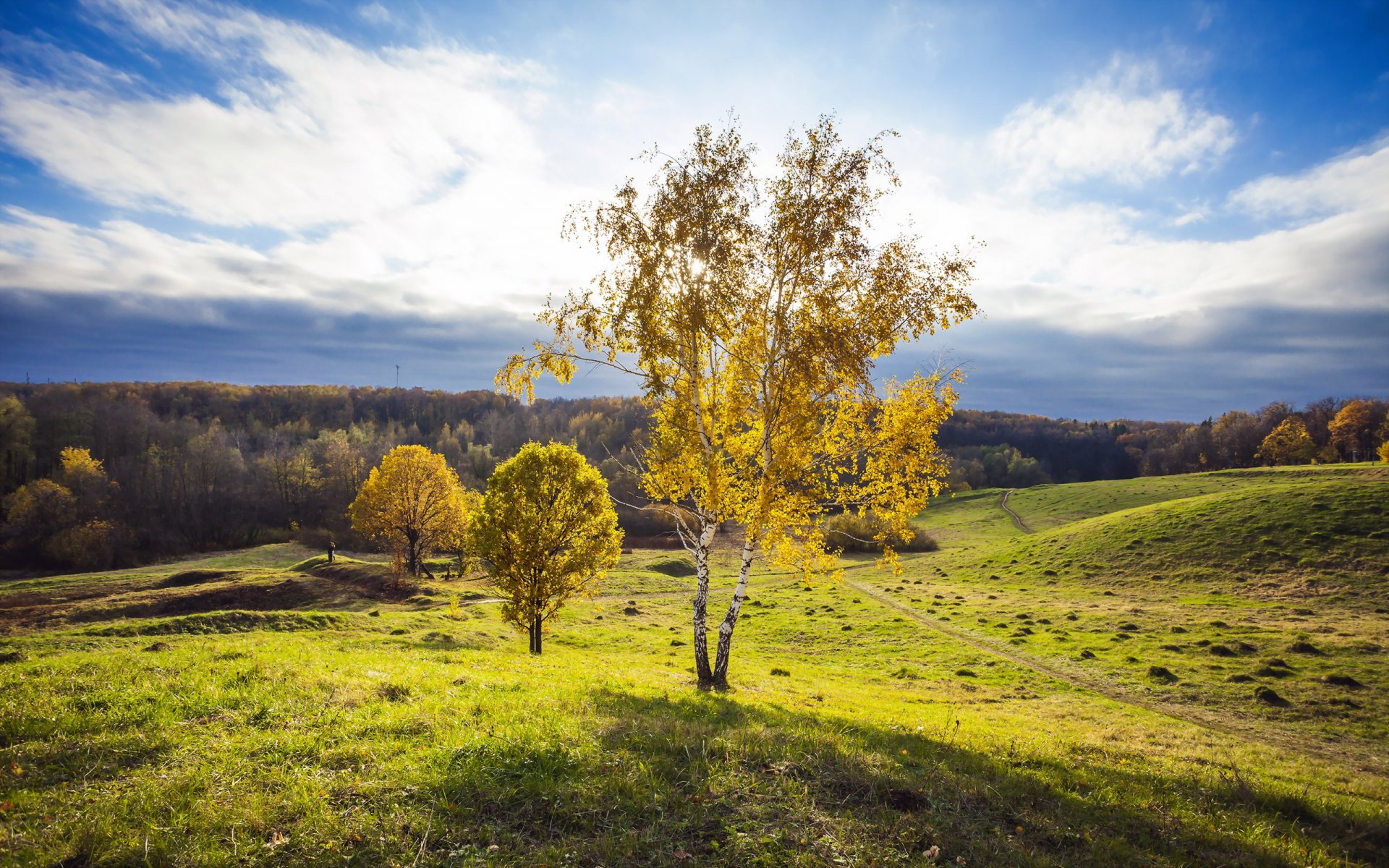 the field tree landscape summer