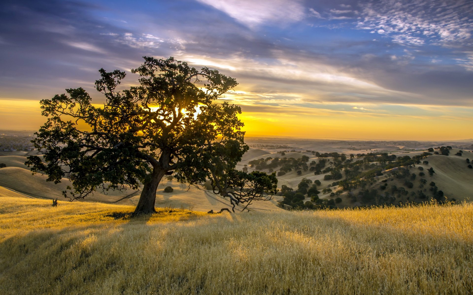 tramonto albero paesaggio