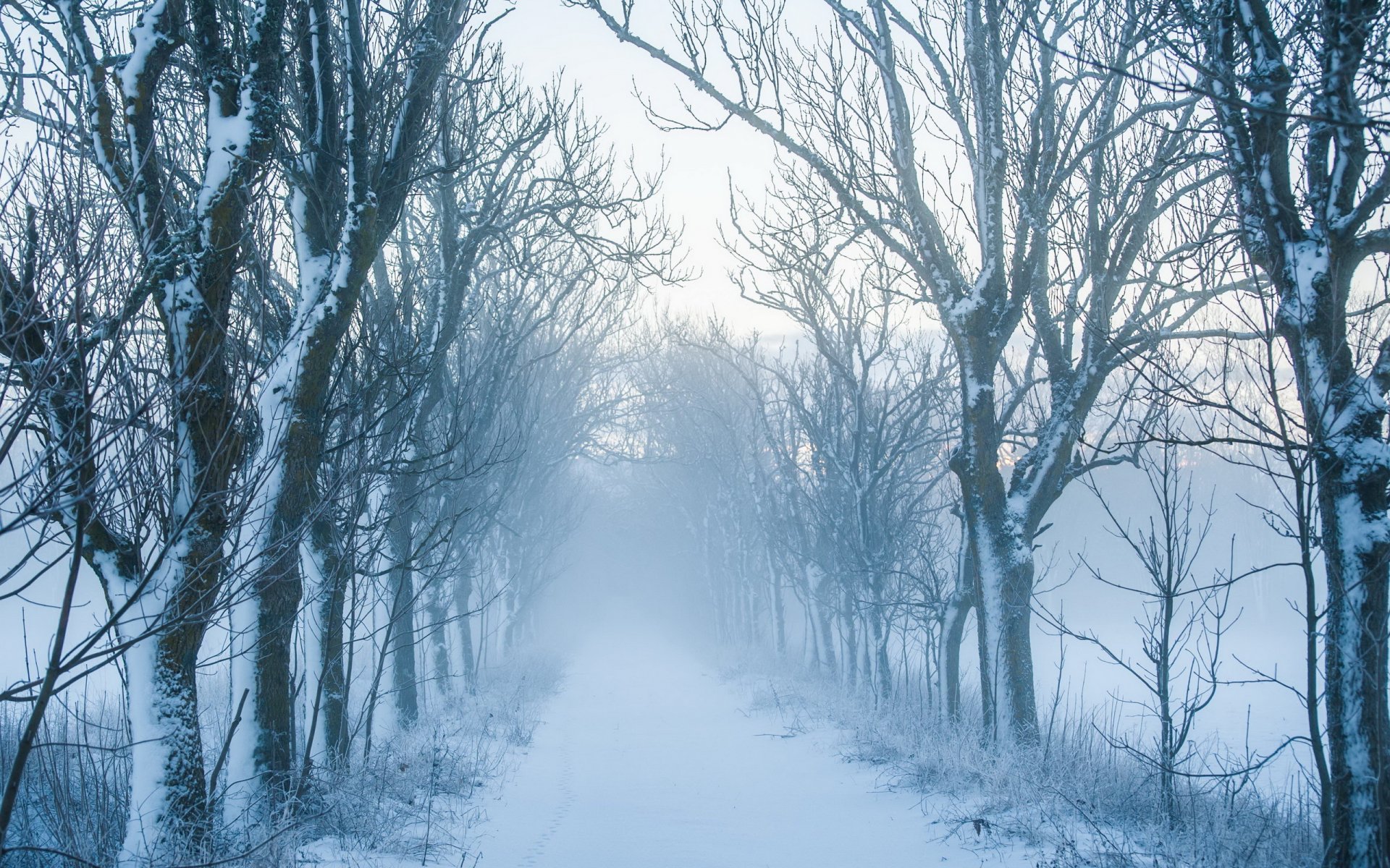 road tree landscape