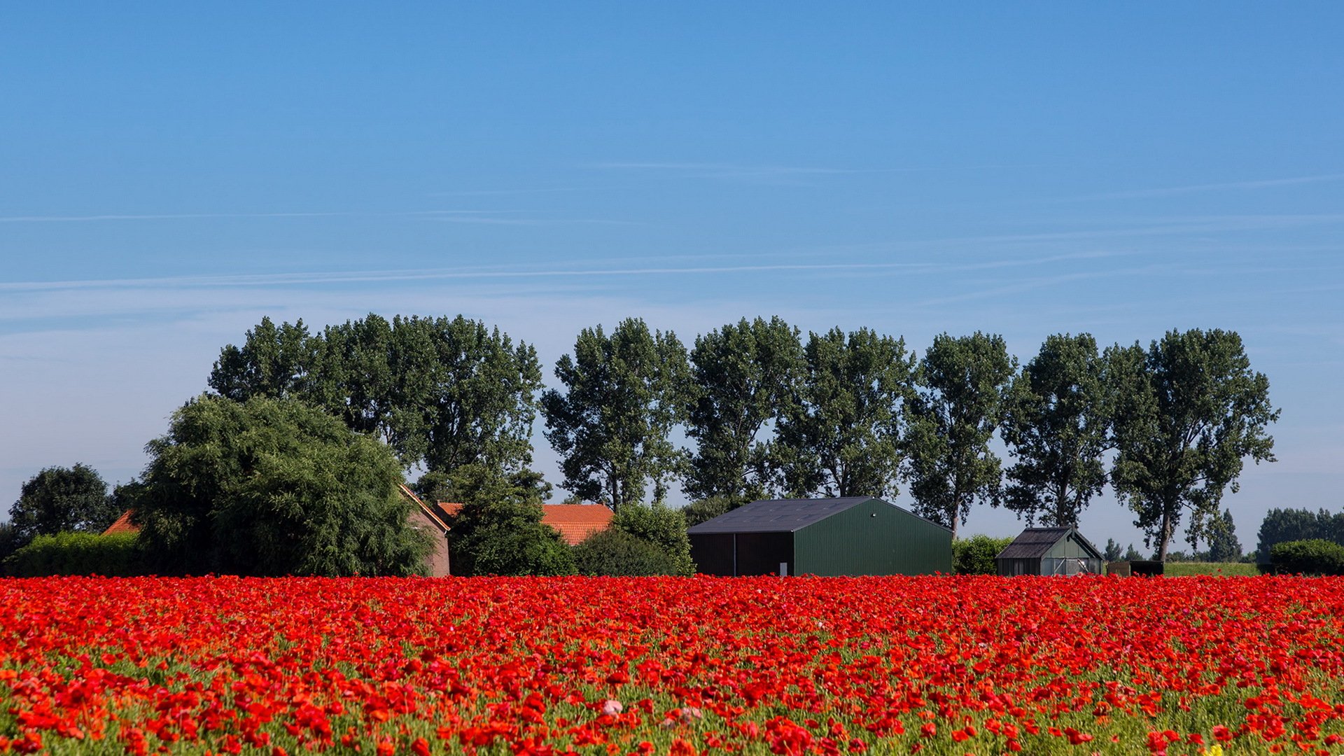 champ fleurs été nature paysage