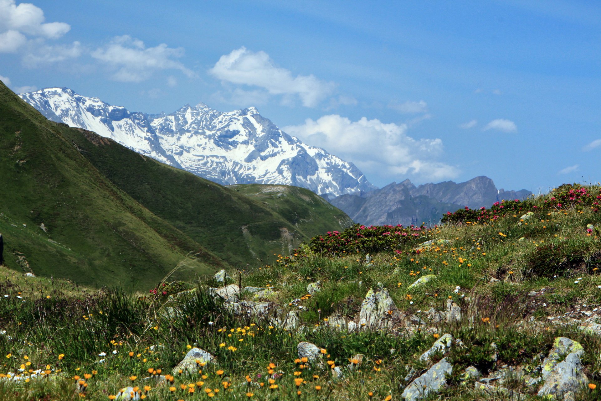 distribuidor joch italia penser-joch paso de montaña montañas flores