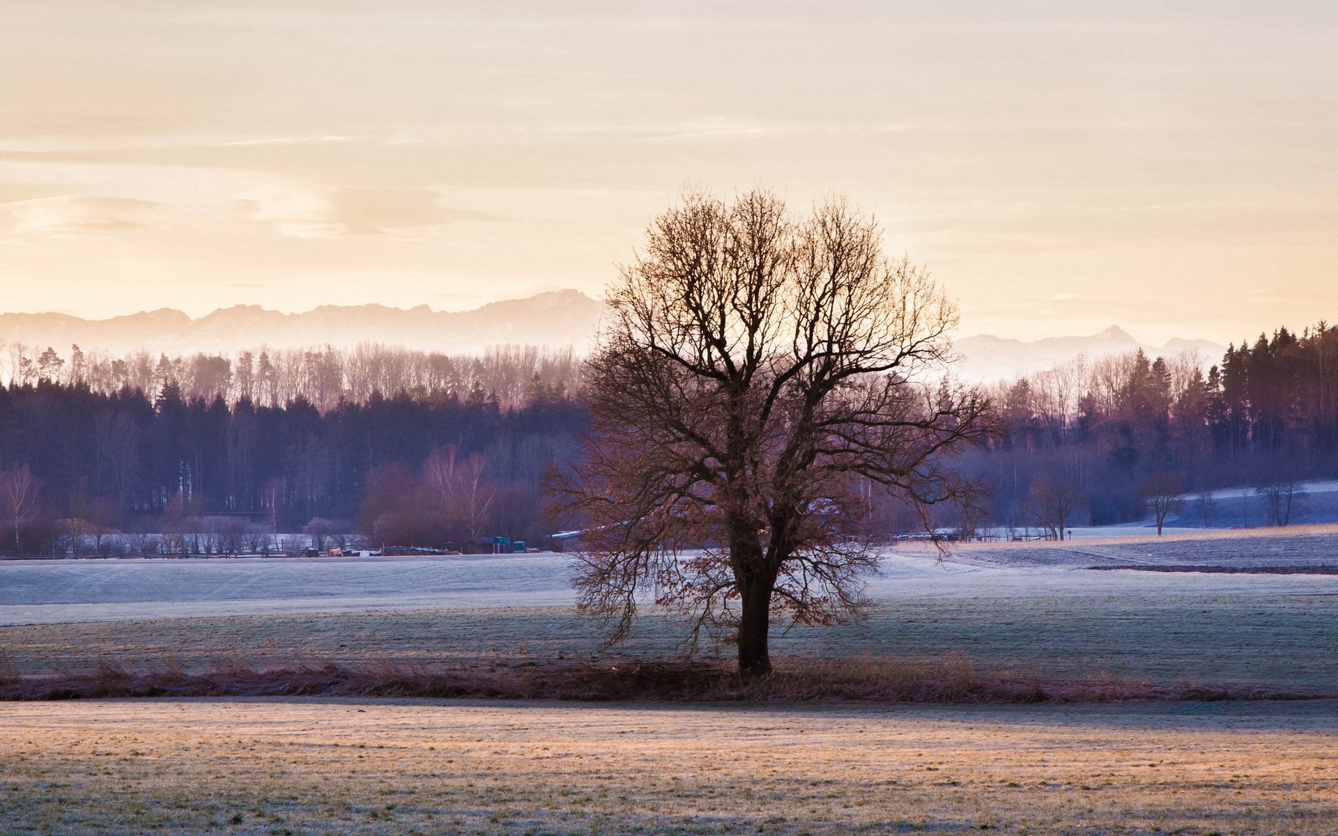 the field tree nature landscape