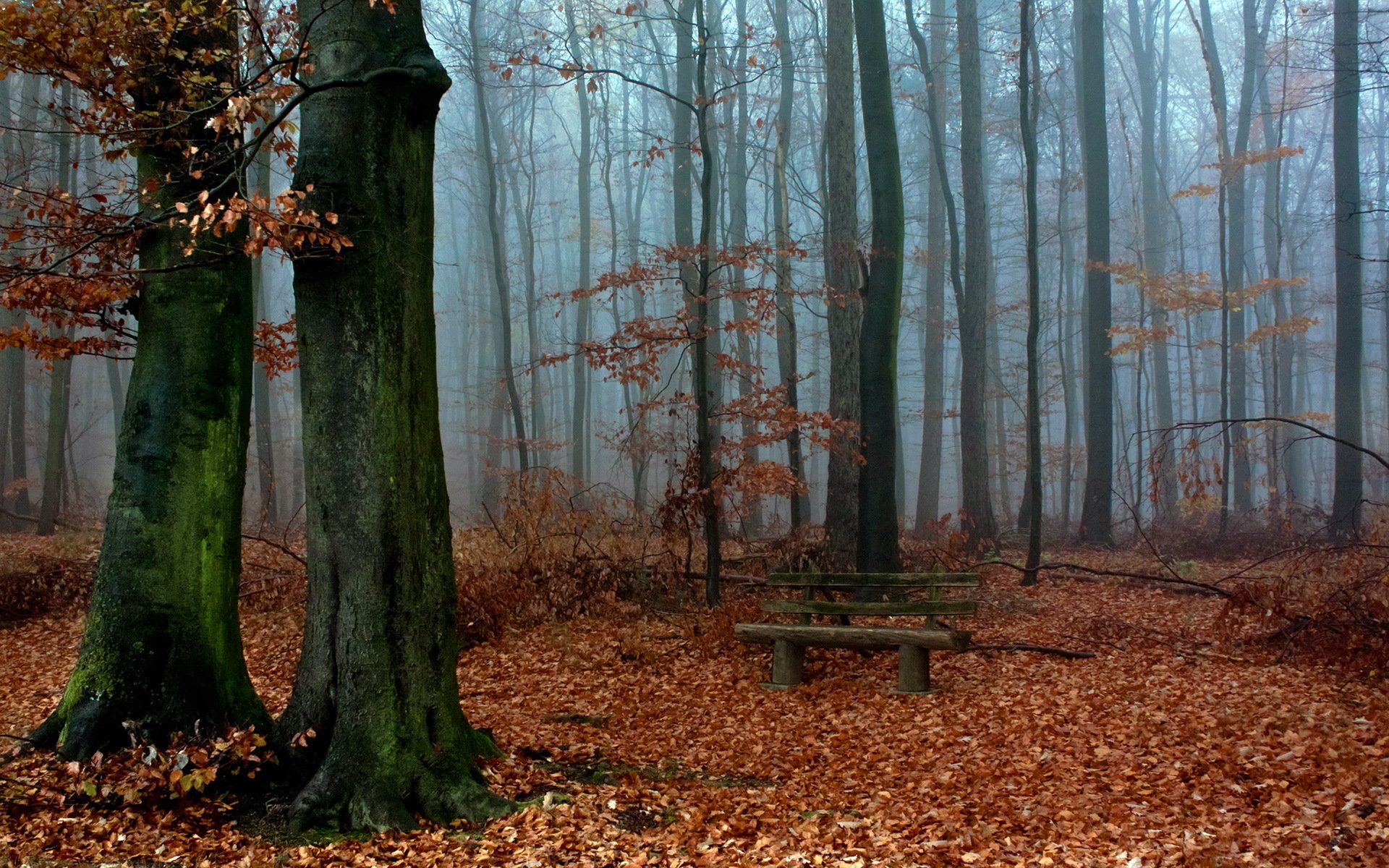 nature forest autumn