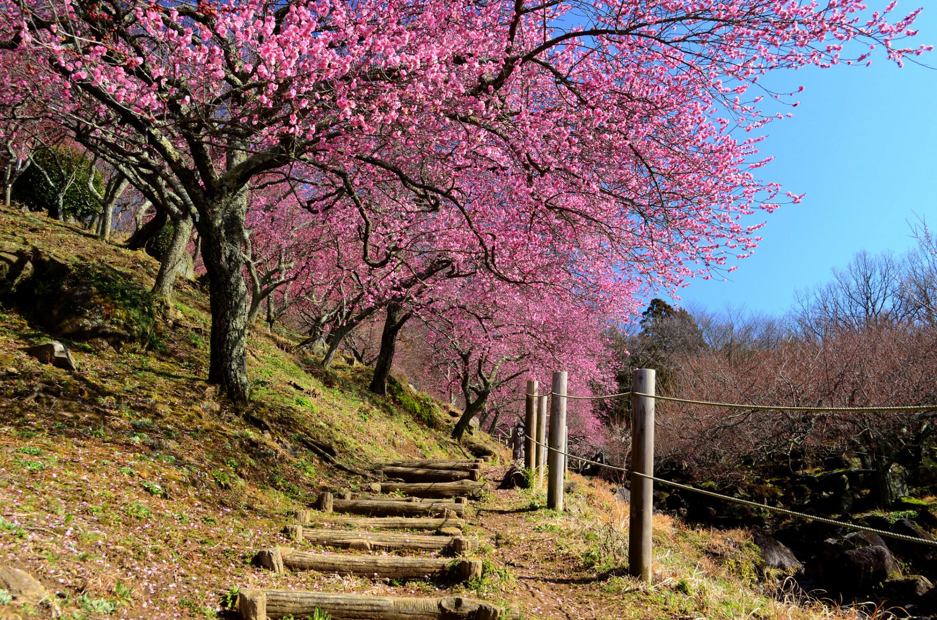 japan spring supplies slope sakura degree fence sky