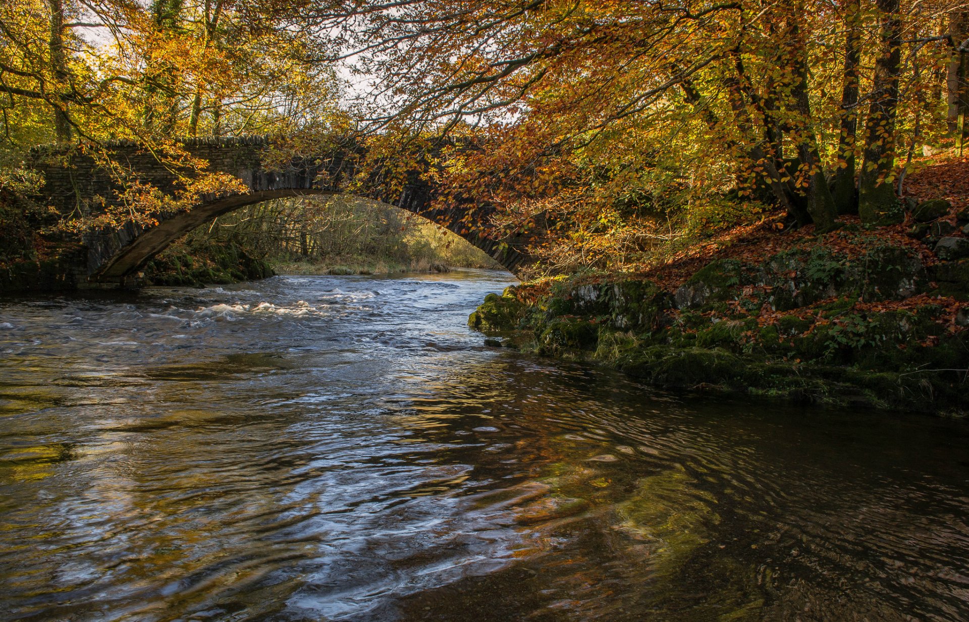 wald park bäume herbst fluss brücke bogen