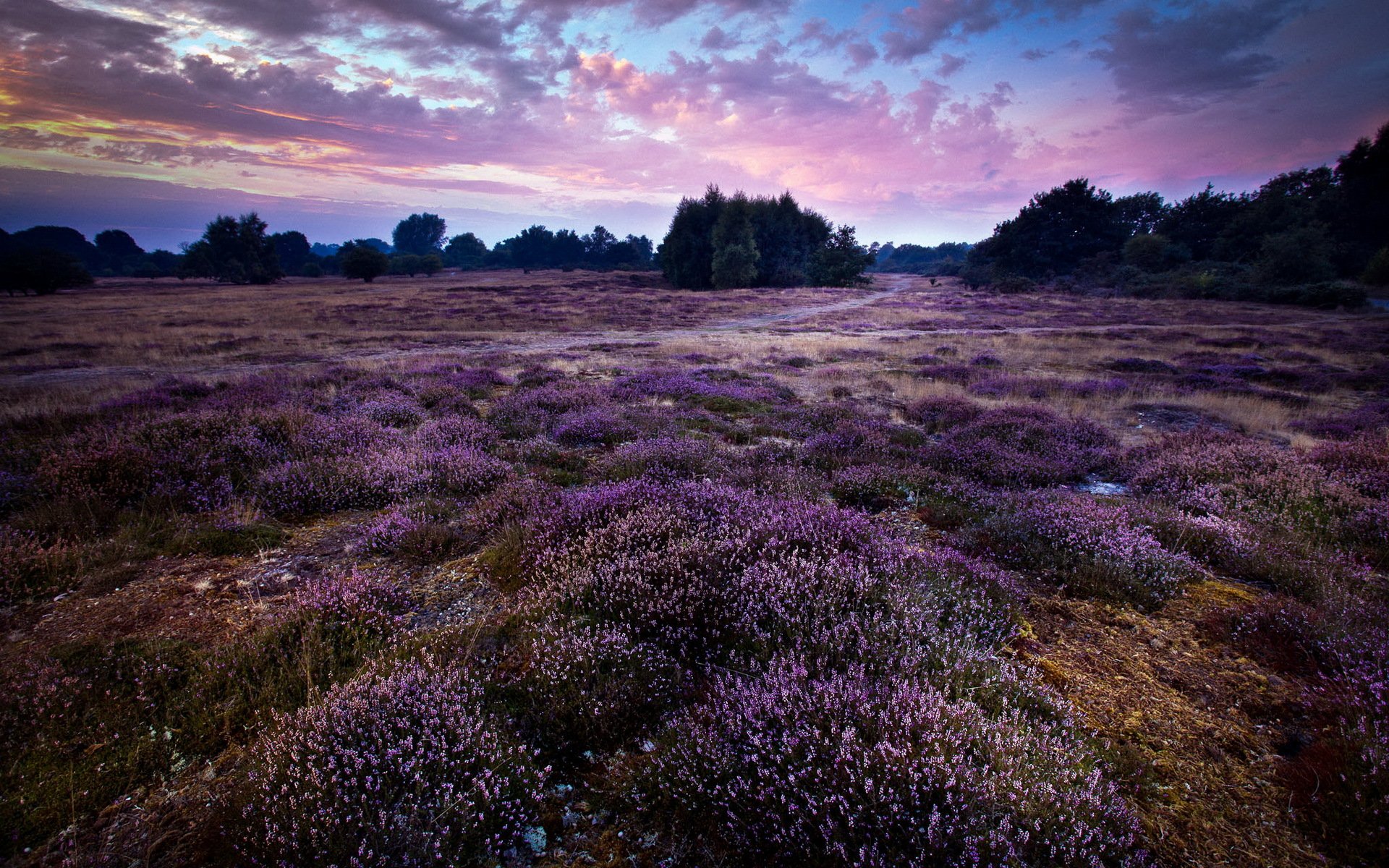 purple landscape england gb