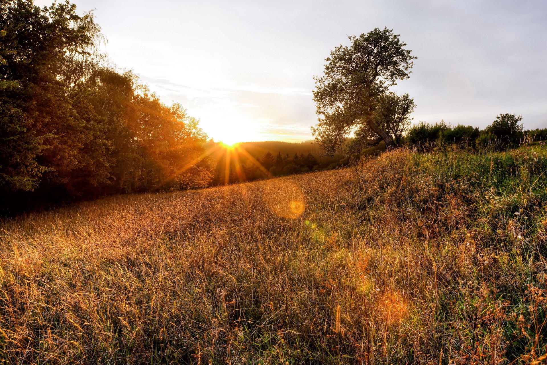 aube coucher de soleil rayons de lumière nature forêt herbe arbres photo