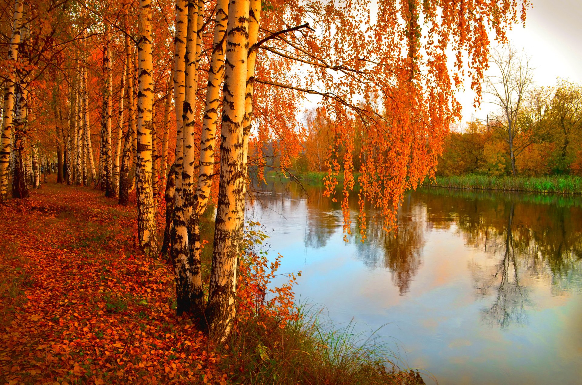 природа река лес деревья листва фото