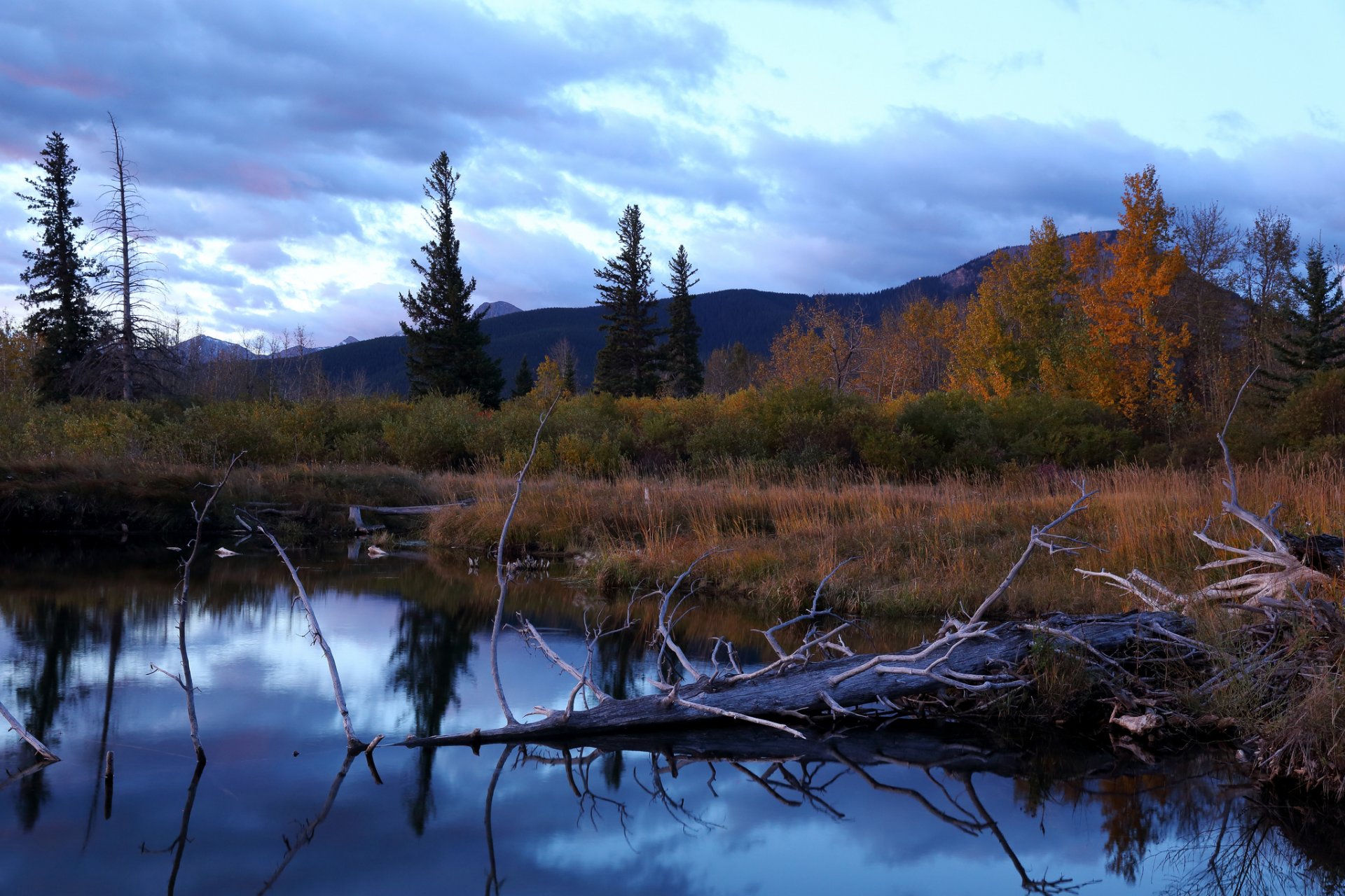 mountain forest lake snags autumn