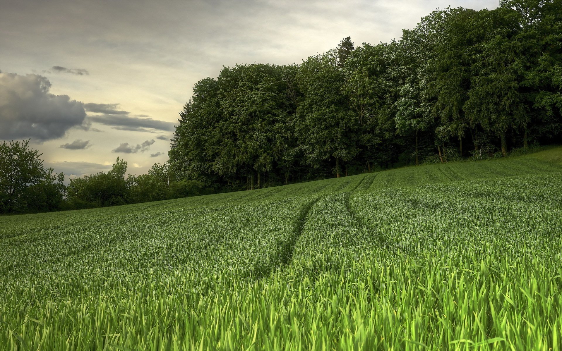 the field summer landscape