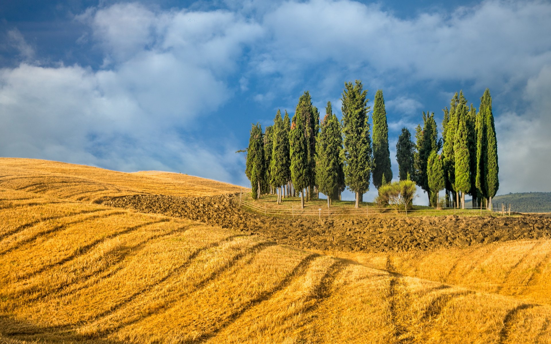 champ arbres été paysage