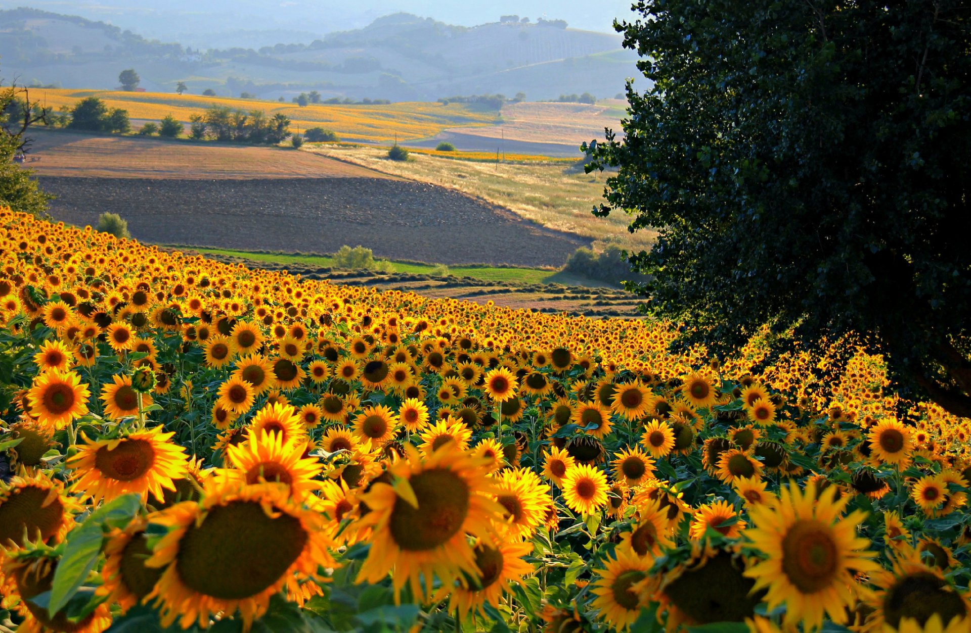 italia campo colinas girasol flores