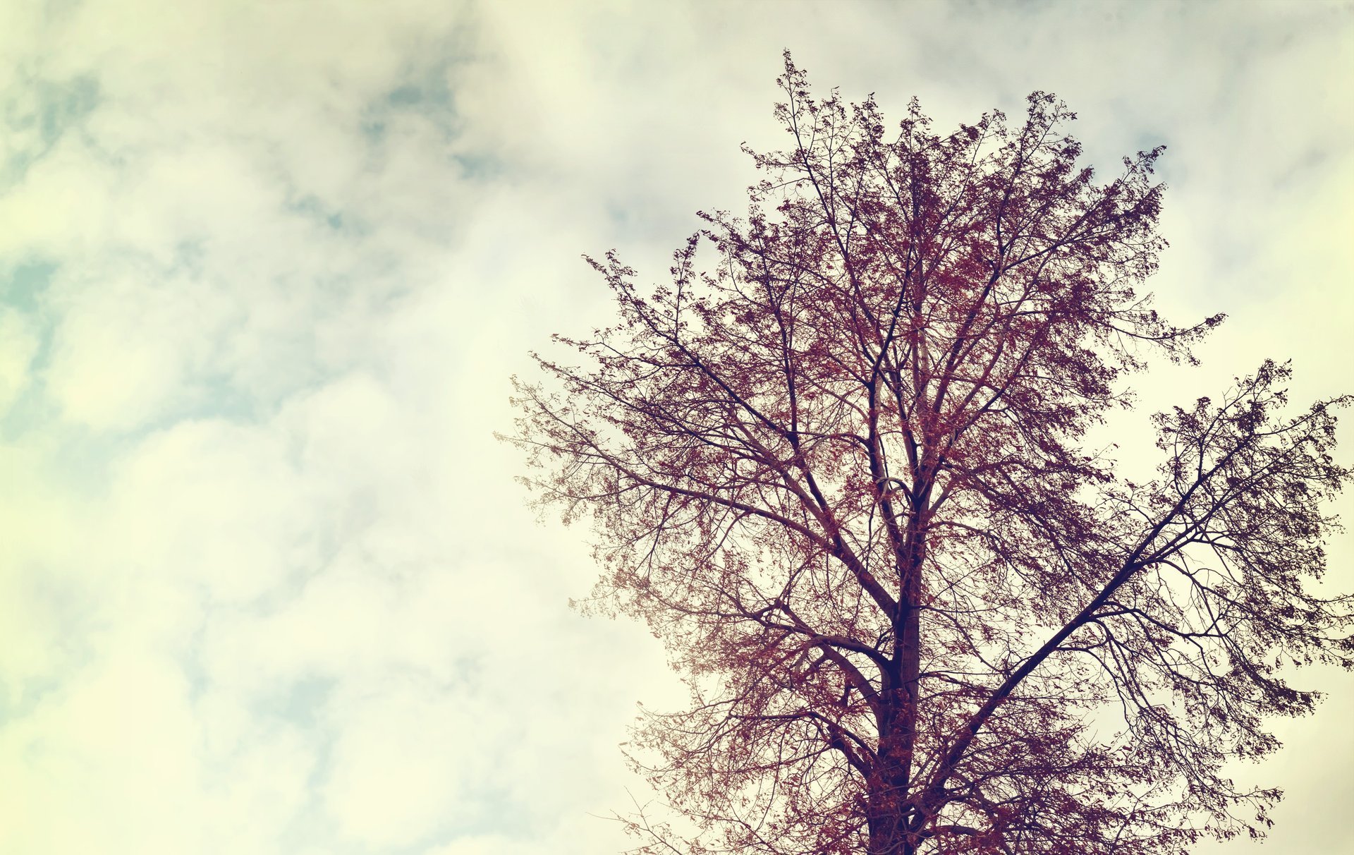 vintage nature arbre paysage ciel nuages vintage