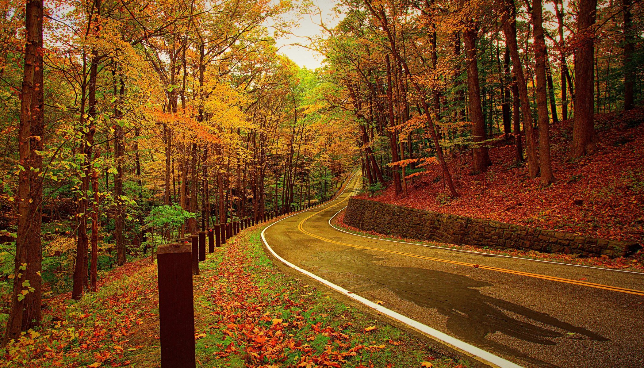 otoño carretera bosque árboles hojas naturaleza foto