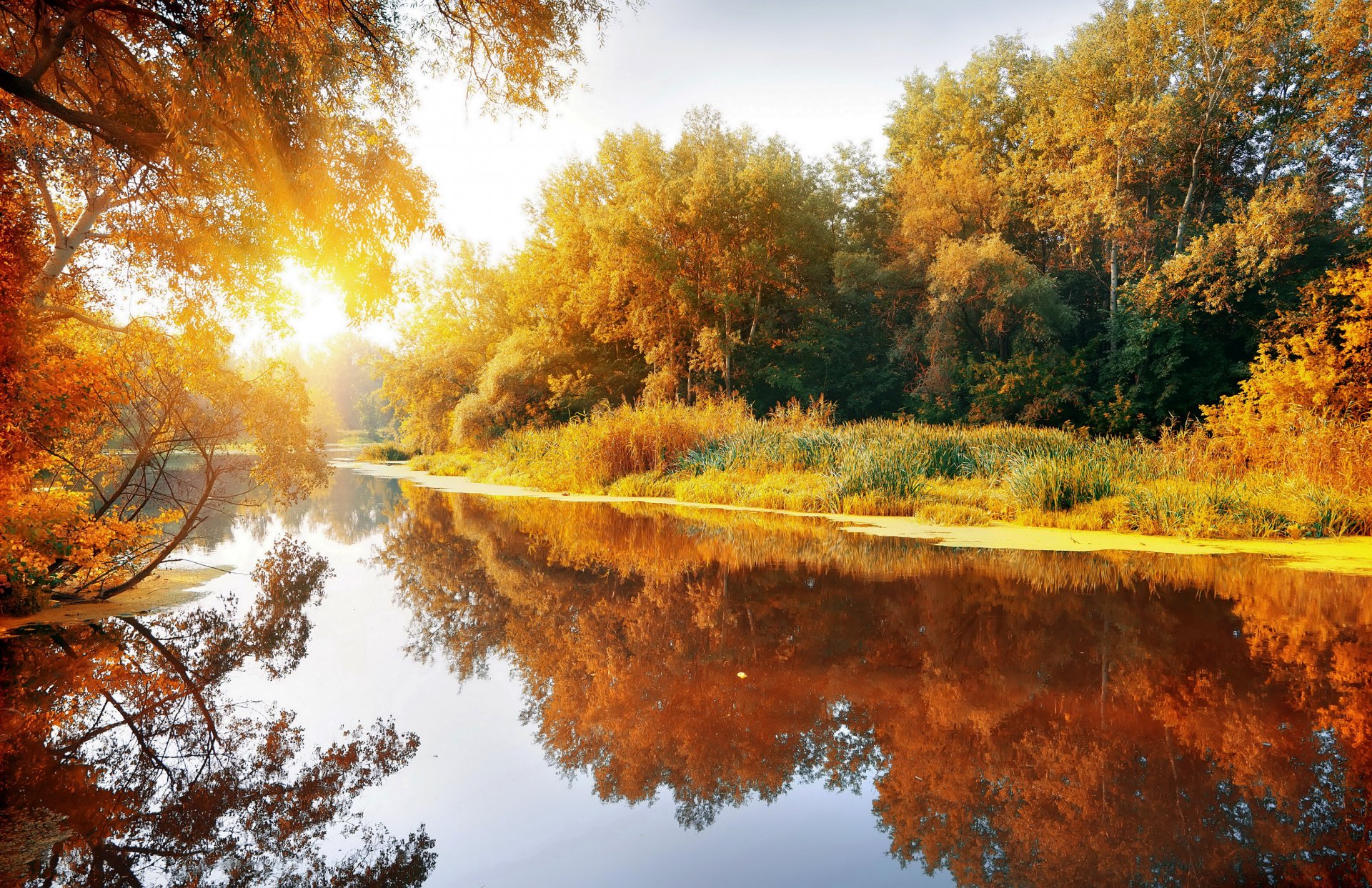 autumn landscape nature grove forest river sun