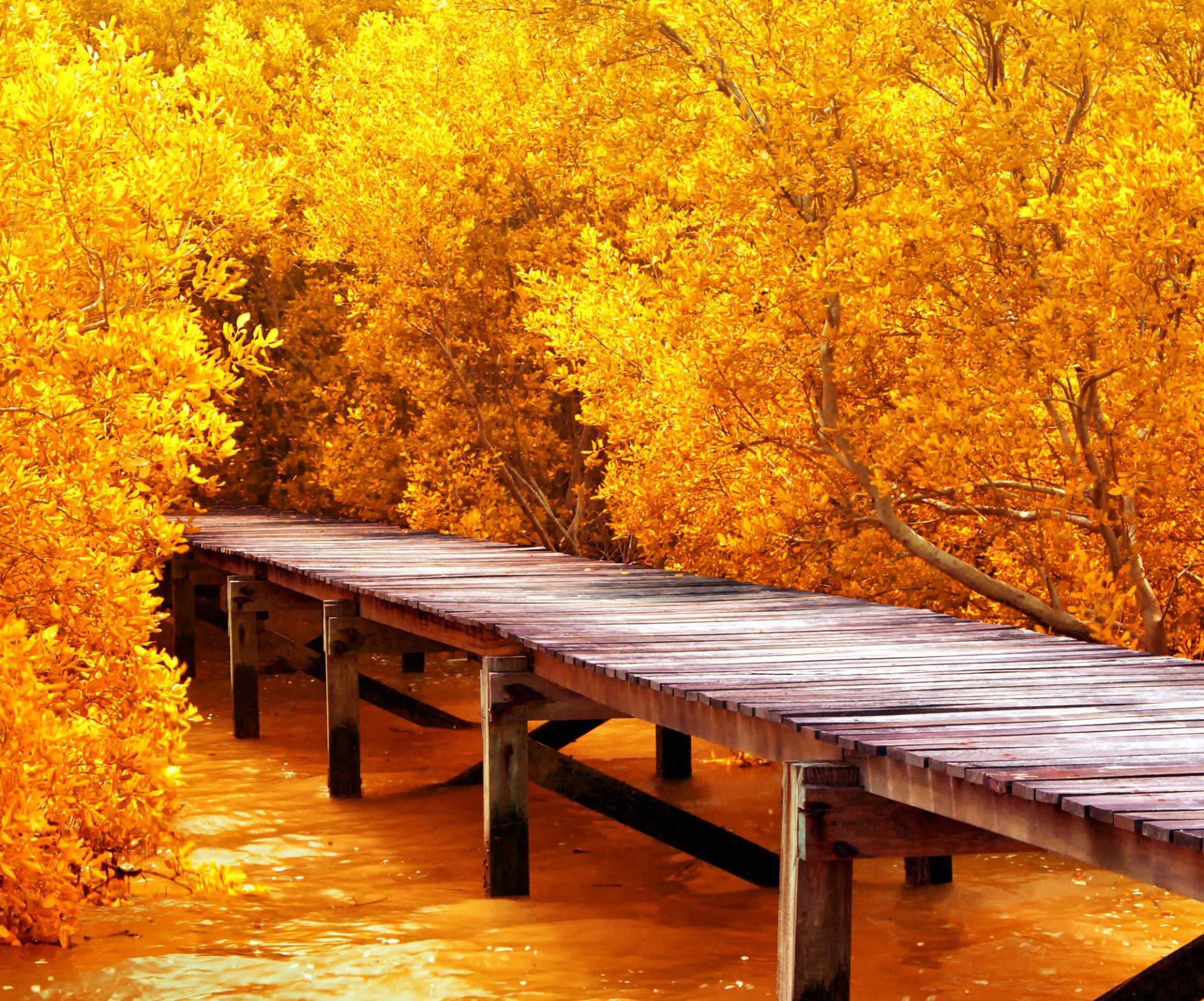 arbres automne jetée quai pont