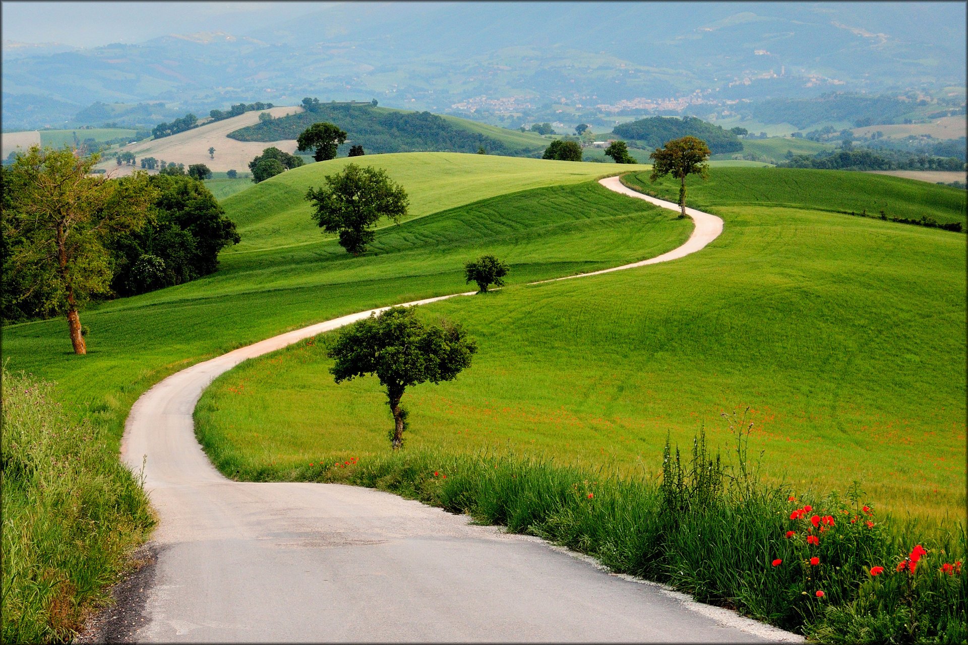 champ collines arbres route herbe fleurs