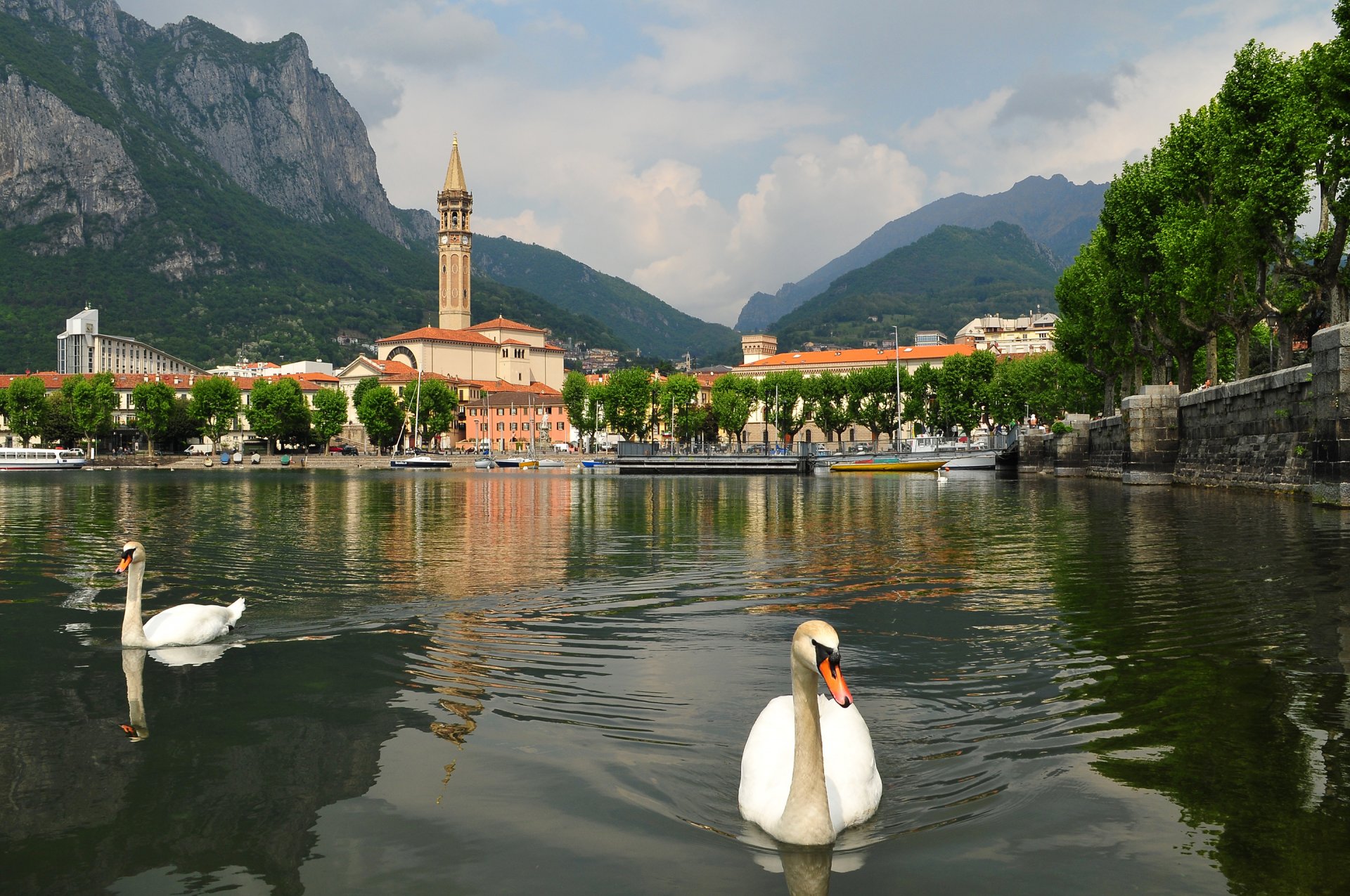 lecco lombardei italien comer see schwan vogel himmel berge stadt