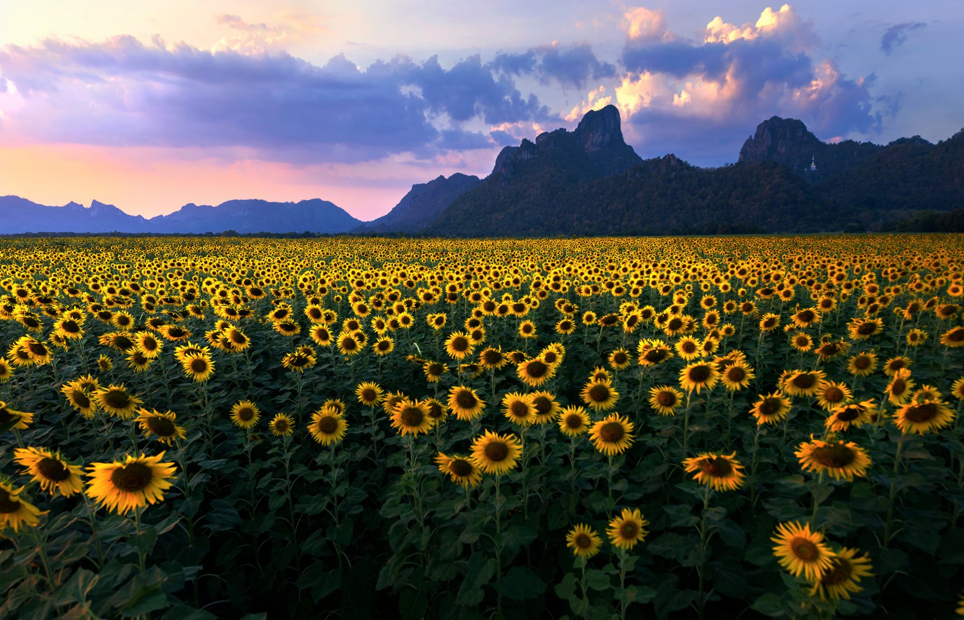 sommer sonnenblumen feld berge himmel wolken