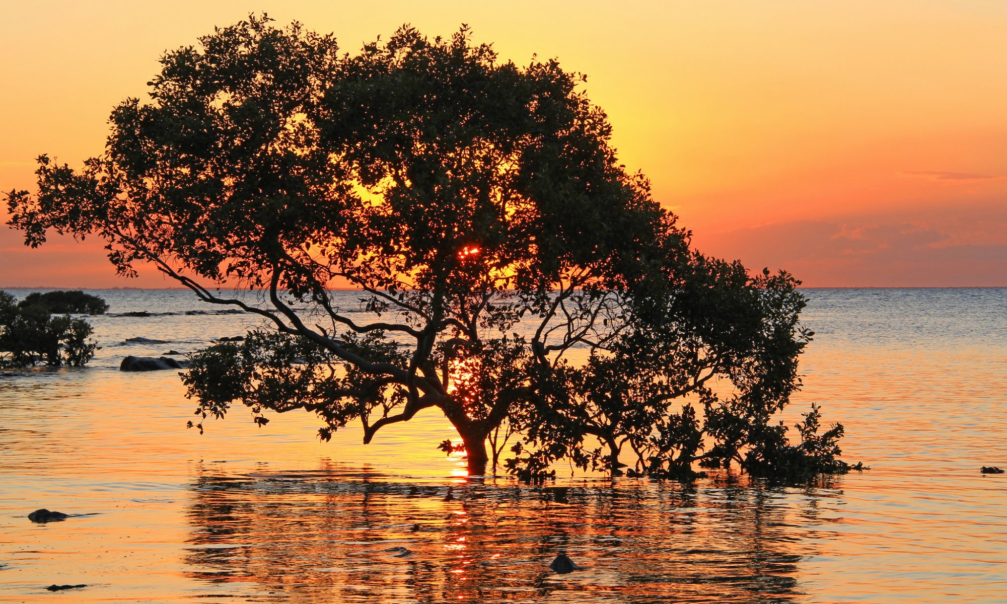 mar árboles puesta de sol