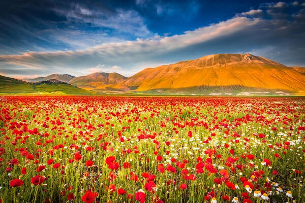 Poppy field on the background of mountains