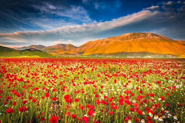 Champ de coquelicots sur fond de montagnes