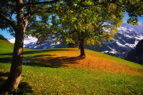 Trees at the top of the mountain