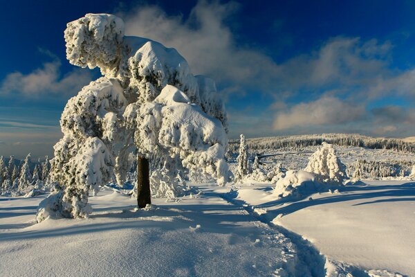 Schwarzer Winterwald in Deutschland