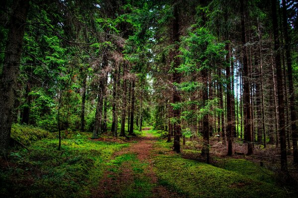 Bosque silencio pájaros gracia