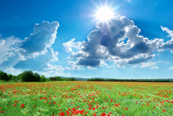 Bright sun over the poppy field