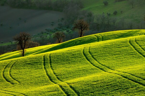 Morning field beautiful landscape