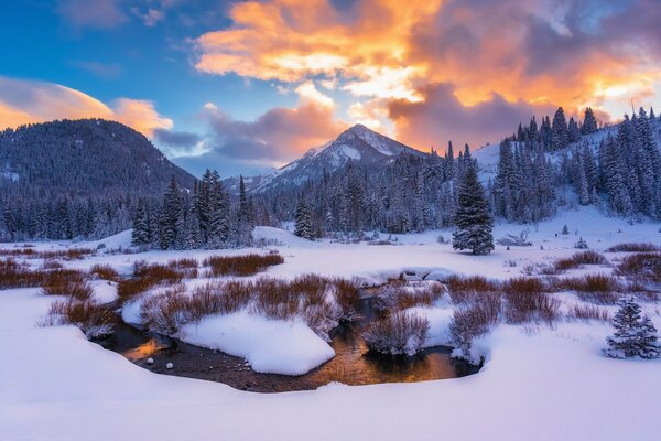 Dans la forêt enneigée hivernale coule un ruisseau