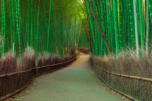 Increíble camino de bambú verde