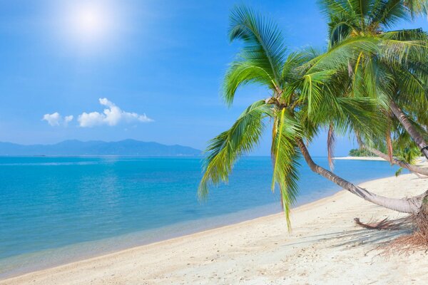 Tropical beach with palm tree on the ocean
