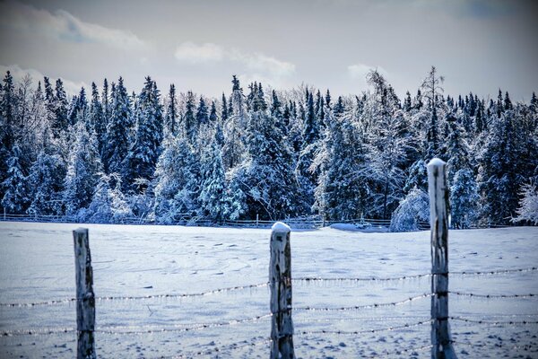 Winter spruce forest outside the city