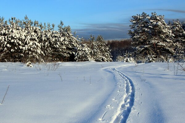 Footprints in deep white snow leading to the forest