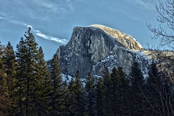 Tall trees and mountain scenery