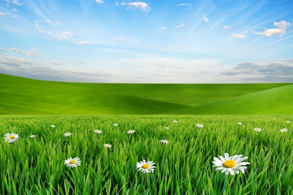 Blue sky and green meadow with daisies