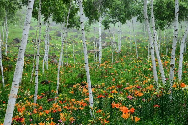 Bright lilies among the birches