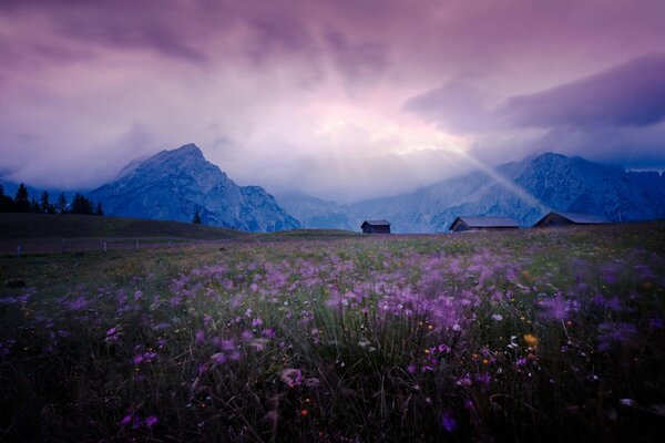 Puesta de sol lila en un campo con flores