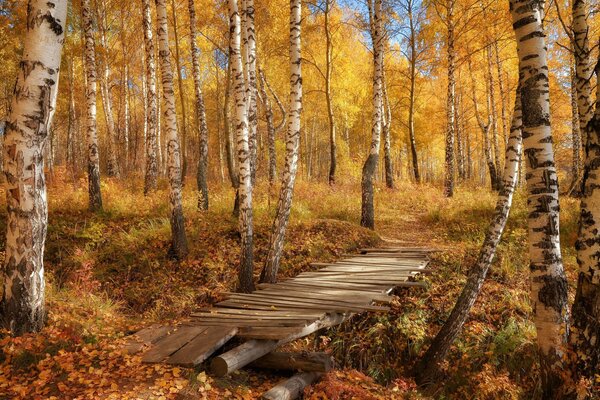 Holzbrücke im Herbstwald