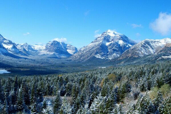 Wald vor dem Hintergrund der majestätischen Gletscher