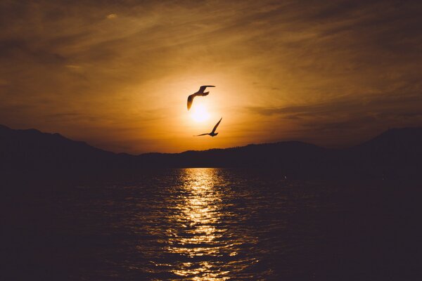 Paysage du soir coucher de soleil et oiseaux