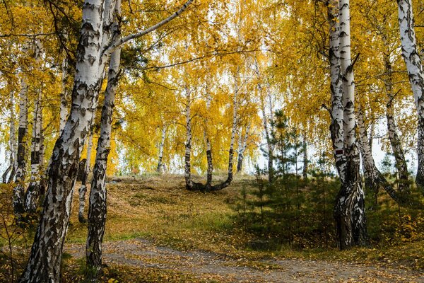 Beautiful birches in the autumn forest