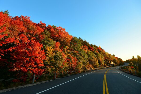 Autumn trees along the road